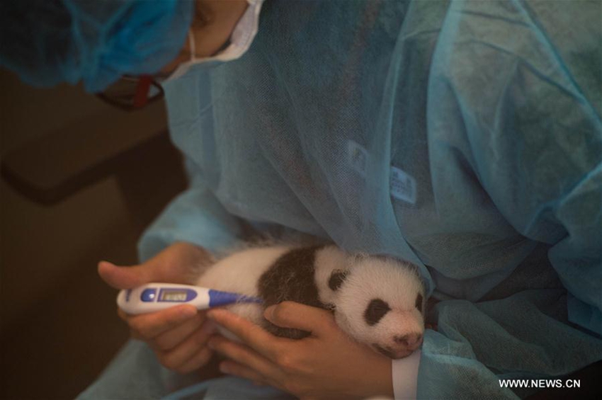 Dos pandas gemelos de Macao hacen suspirar por primera vez a visitantes5