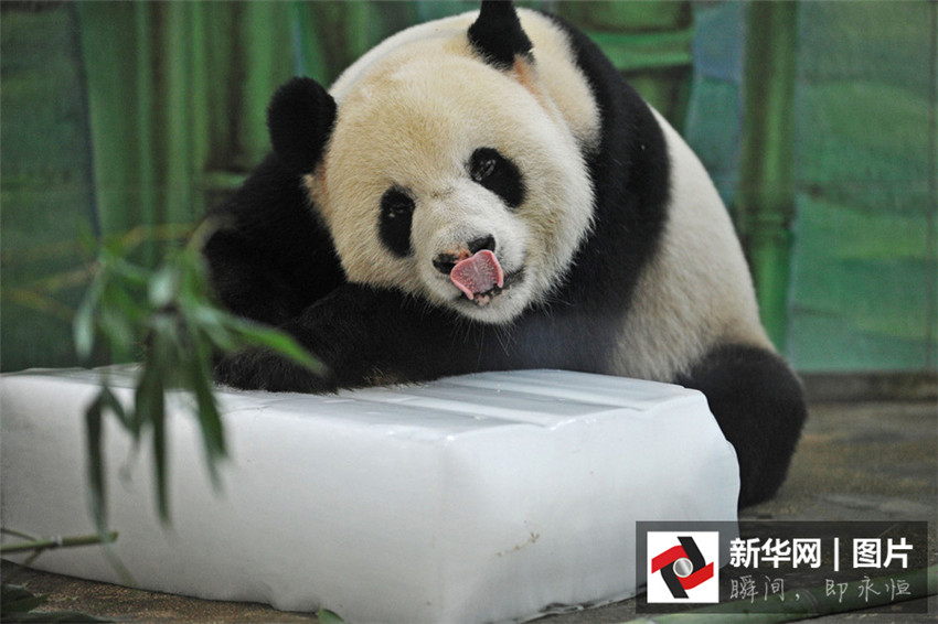 Panda Weiwei veranearando con hielo