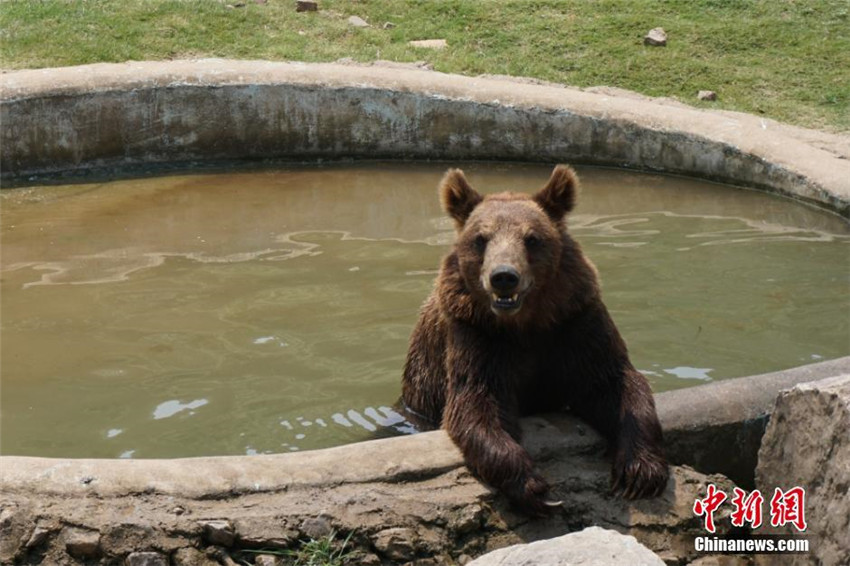 ¿Cómo se veranearán los animales en zoológico?