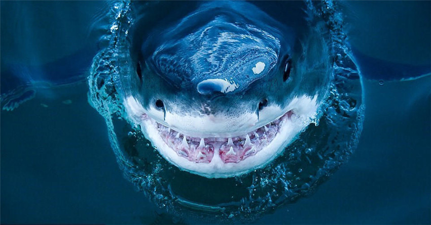 Sonrisa de tiburón