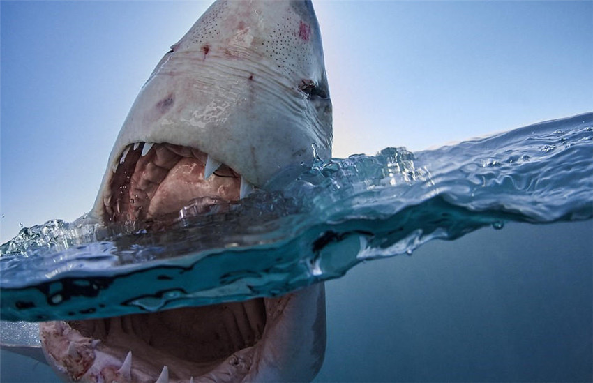 Sonrisa de tiburón