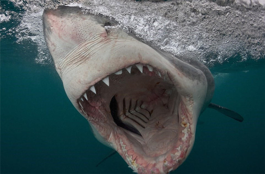 Sonrisa de tiburón