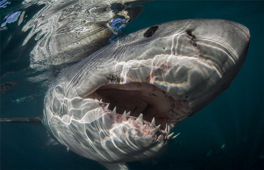 Sonrisa de tiburón