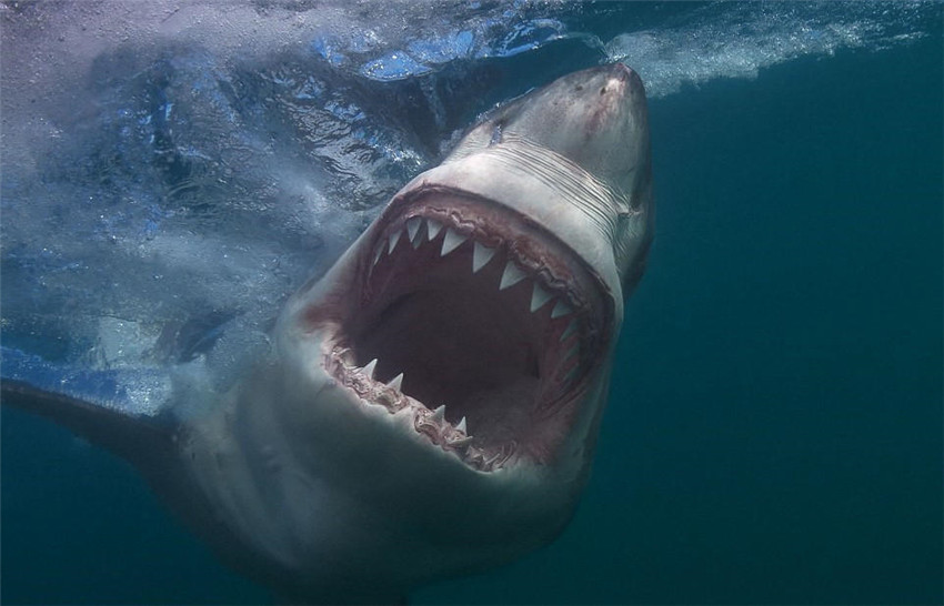 Sonrisa de tiburón