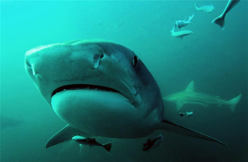 Sonrisa de tiburón