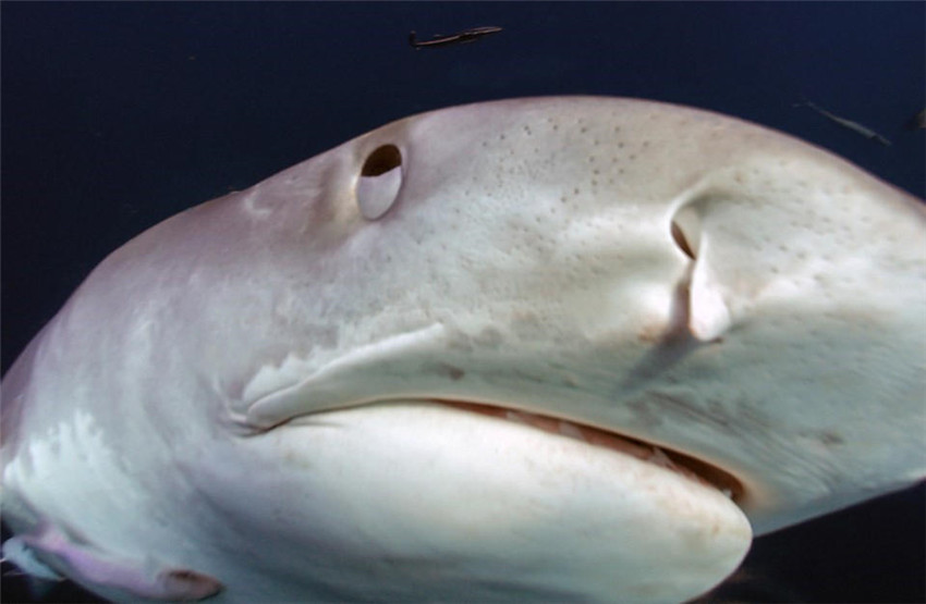 Sonrisa de tiburón