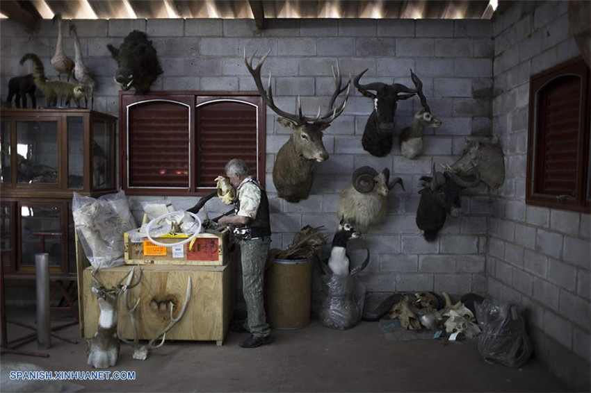 Argentina: Taxidermista Pedro Damonte y su taller en Carlos Spegazzini