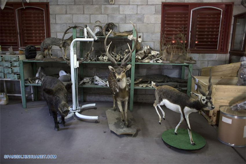 Argentina: Taxidermista Pedro Damonte y su taller en Carlos Spegazzini