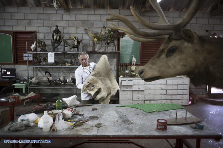 Argentina: Taxidermista Pedro Damonte y su taller en Carlos Spegazzini