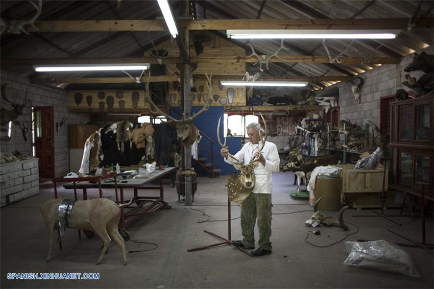 Argentina: Taxidermista Pedro Damonte y su taller en Carlos Spegazzini