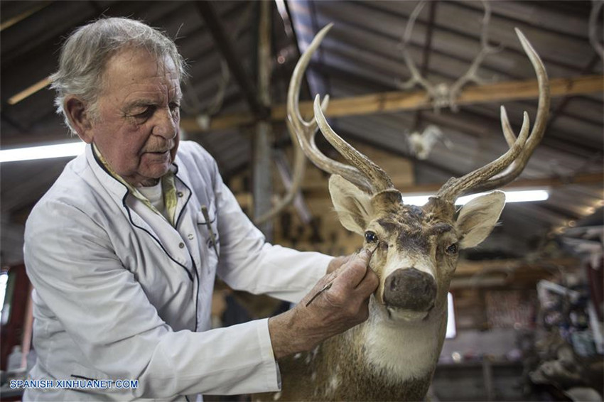 Argentina: Taxidermista Pedro Damonte y su taller en Carlos Spegazzini