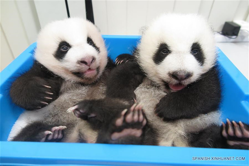 Oseznos de osos panda mellizos de Macao son bautizados 'Jianjian' y 'Kangkang'