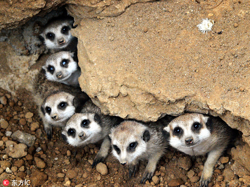 Hermosas fotos familiares de adorables animales3