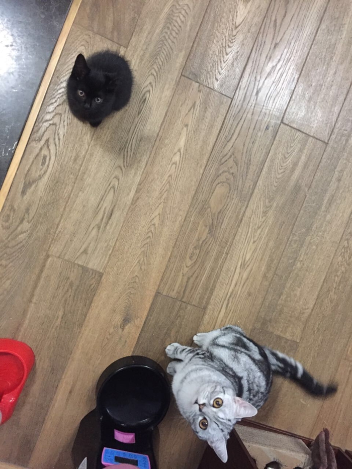 Mi año con mis mascotas: Vivienne y sus dos gatos2