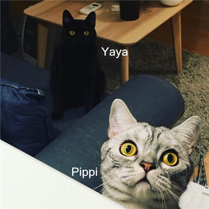 Mi año con mis mascotas: Vivienne y sus dos gatos7