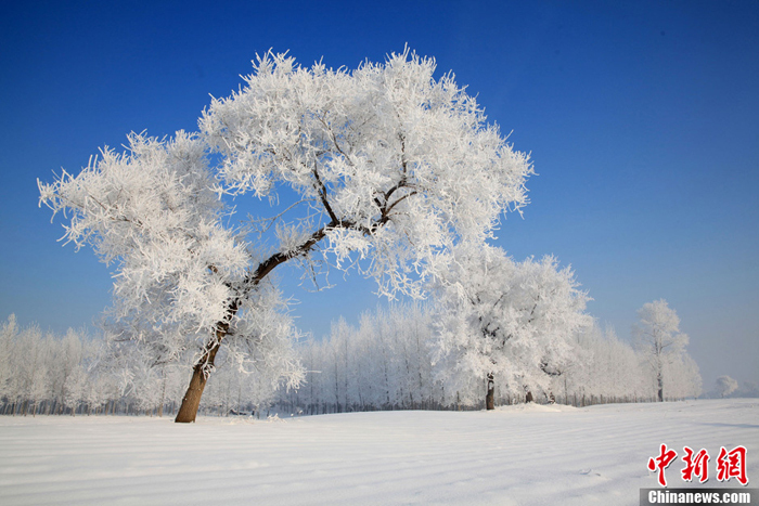 La belleza de cencellada dura en la ciudad china Jilin 1 La belleza de cencellada dura en la ciudad china Jilin 1