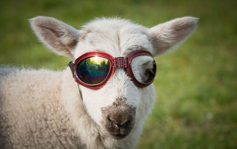 Fotos anuales que revelan la armonía entre el ser humano y los animales 4