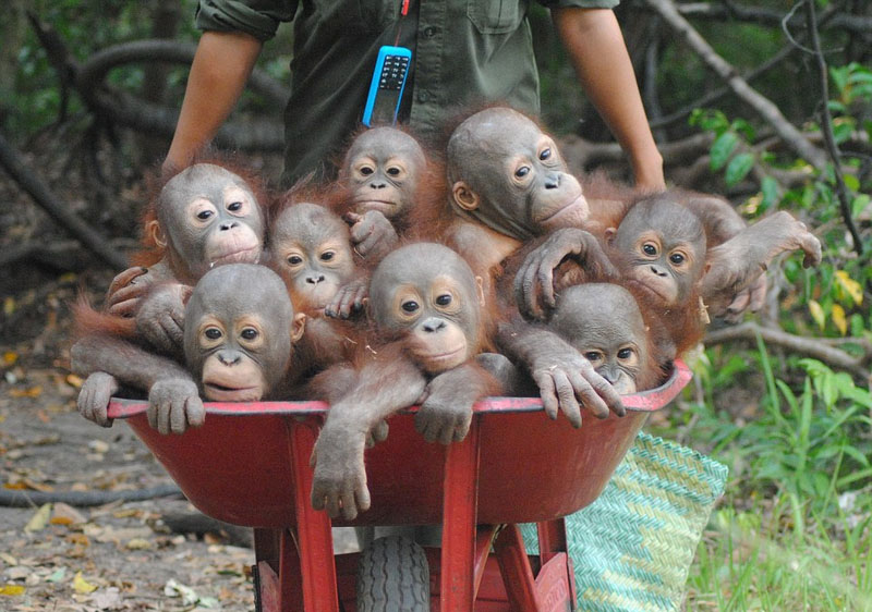 Fotos anuales que revelan la armonía entre el ser humano y los animales 3