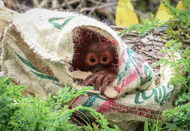 Fotos anuales que revelan la armonía entre el ser humano y los animales 3
