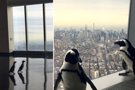 Disfrutan vista del World Trade Center… un par de pingüinos