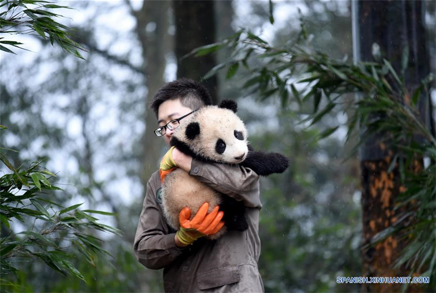 Pandas posan para felicitaciones de Año Nuevo Lunar en China