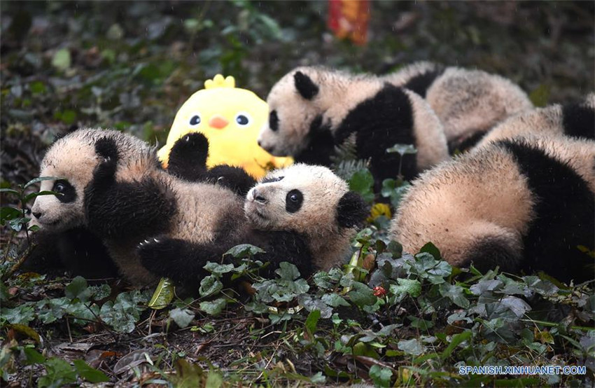 Pandas posan para felicitaciones de Año Nuevo Lunar en China