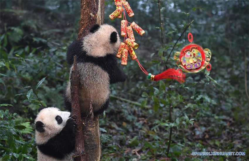 Pandas posan para felicitaciones de Año Nuevo Lunar en China