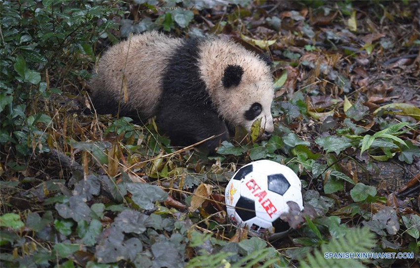 Pandas posan para felicitaciones de Año Nuevo Lunar en China