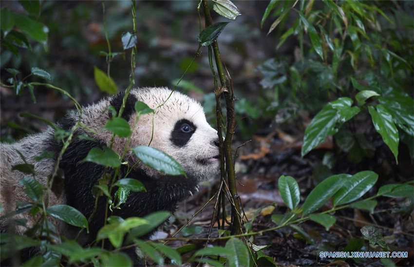 Pandas posan para felicitaciones de Año Nuevo Lunar en China