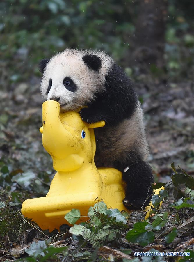 Pandas posan para felicitaciones de Año Nuevo Lunar en China