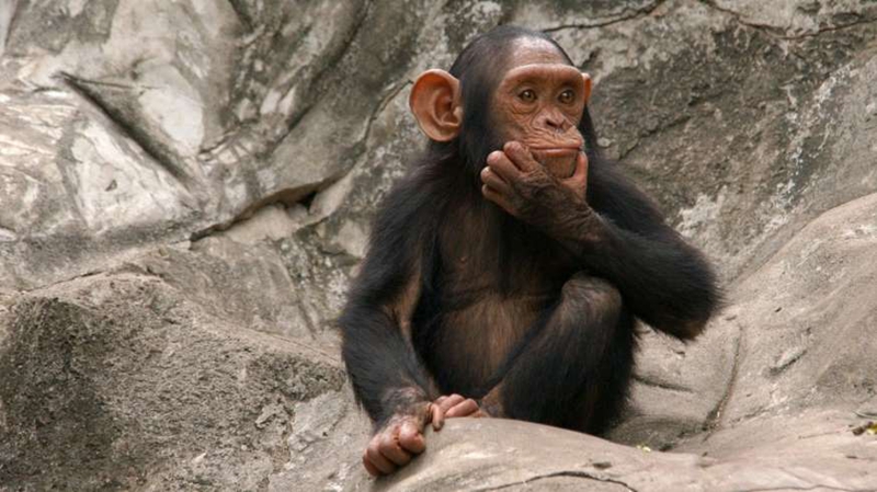 Otra similitud entre monos y seres humanos2