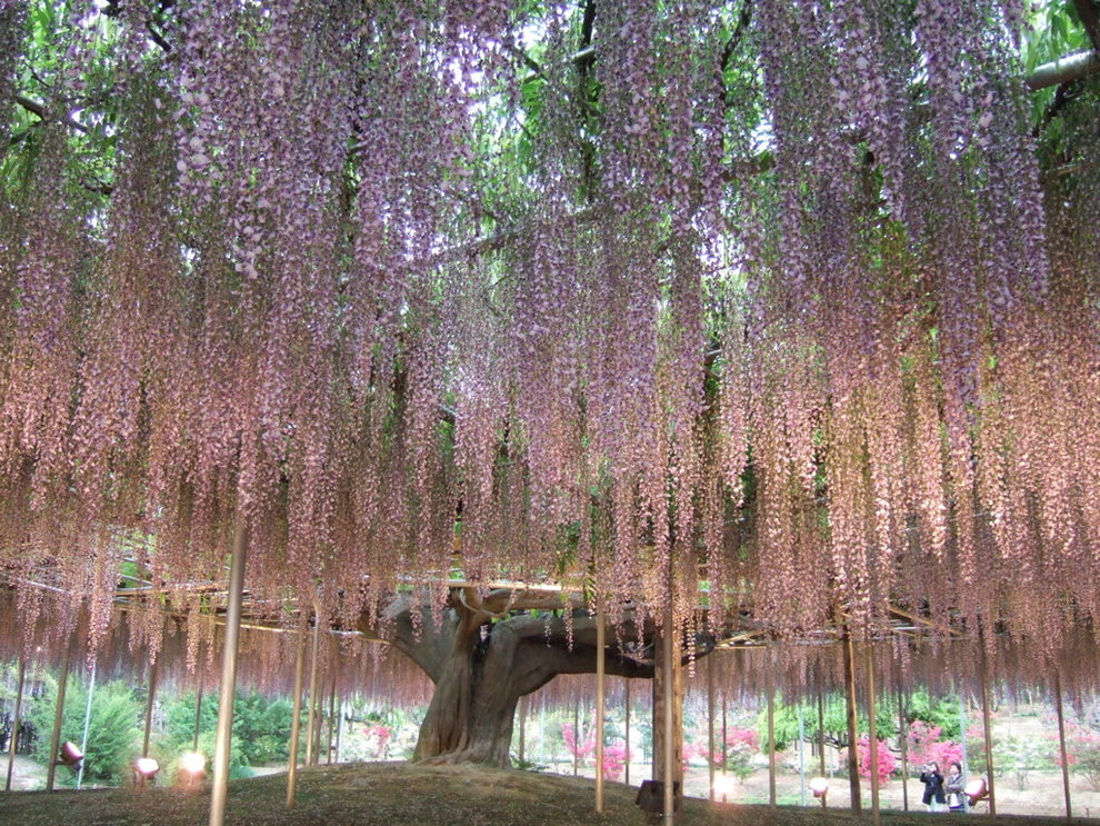 Los hermosos bulevares alrededor del mundo 14