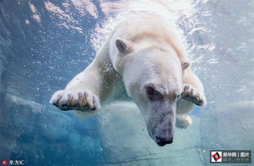Fotos de osos polares