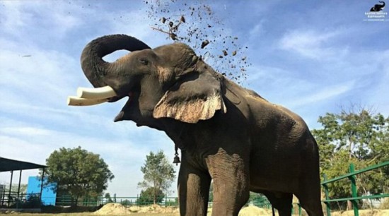 Rescatan a un elefante indio encarcelado en 50 años