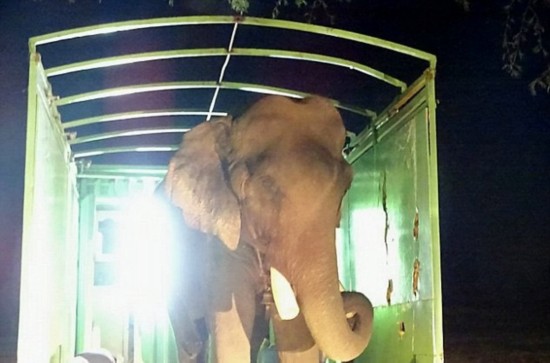 Rescatan a un elefante indio encarcelado en 50 años