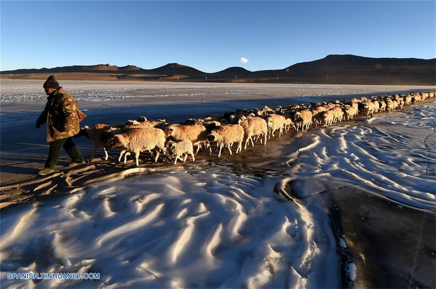 Tíbet: El tiempo para la anual migración de rebaños de ovejas