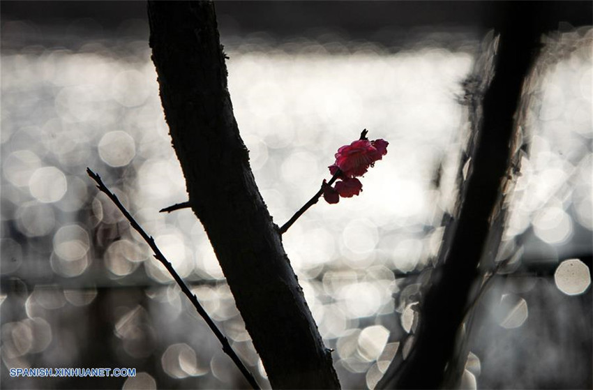 Llega la primavera: Paisaje primaveral de China