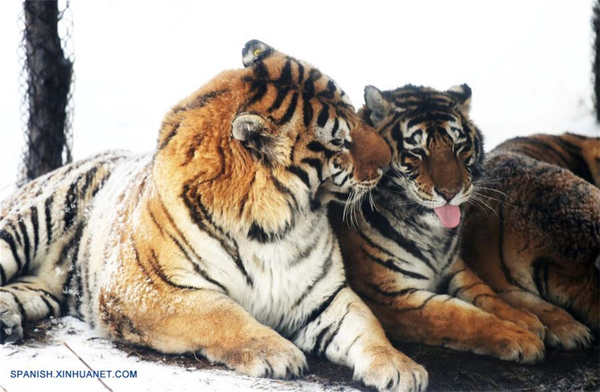Fotos de tigres siberianos en la nieve en Harbin