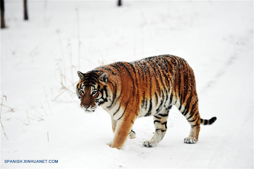 Fotos de tigres siberianos en la nieve en Harbin