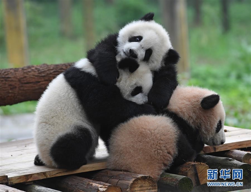 Celebraciones marcan el bautizo de tres oseznos de panda gigante2