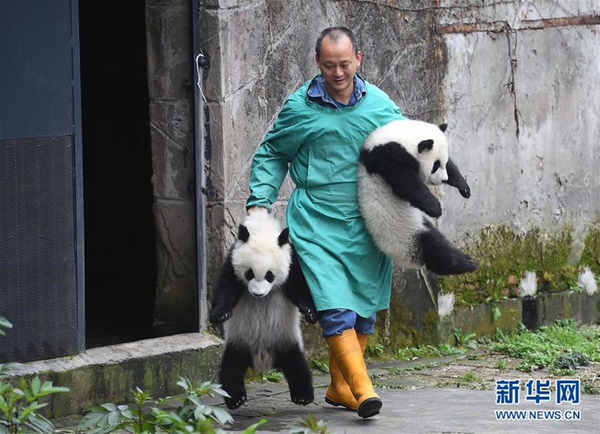 Celebraciones marcan el bautizo de tres oseznos de panda gigante3