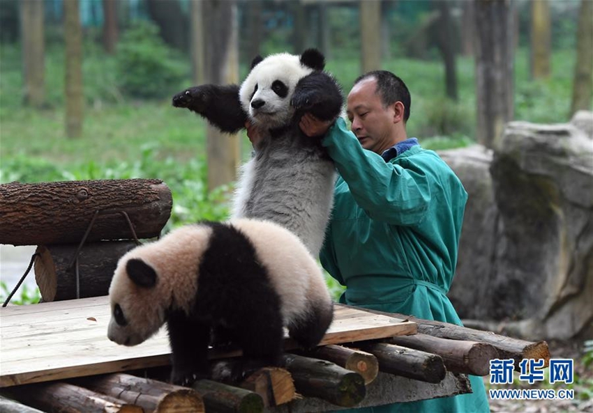 Celebraciones marcan el bautizo de tres oseznos de panda gigante5