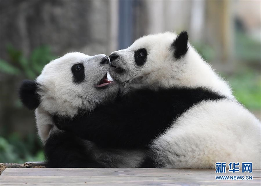 Celebraciones marcan el bautizo de tres oseznos de panda gigante7