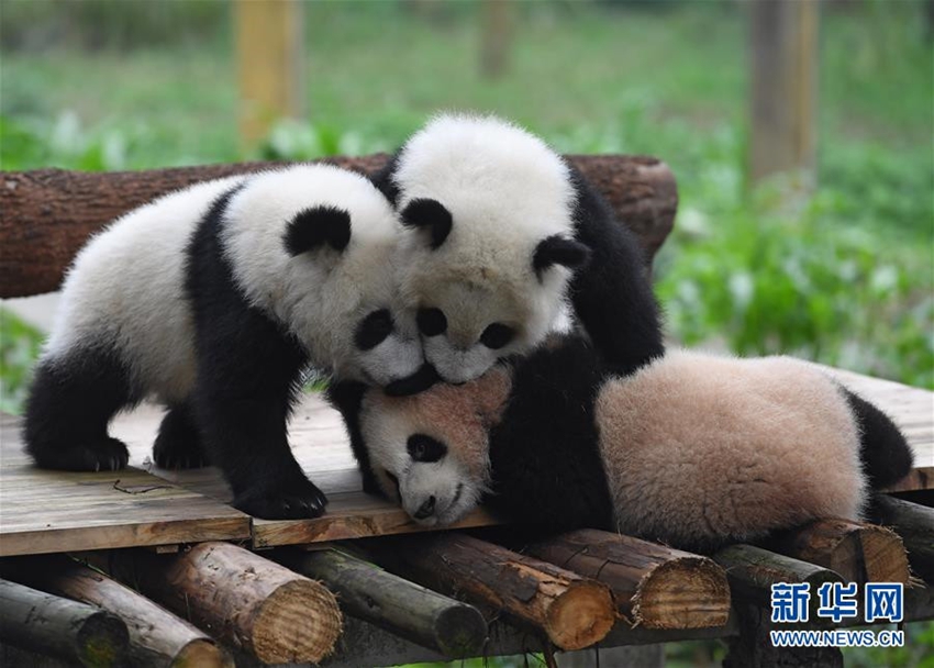 Celebraciones marcan el bautizo de tres oseznos de panda gigante6