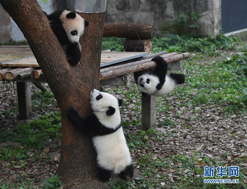 Celebraciones marcan el bautizo de tres oseznos de panda gigante8