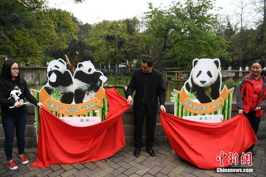 Celebraciones marcan el bautizo de tres oseznos de panda gigante9