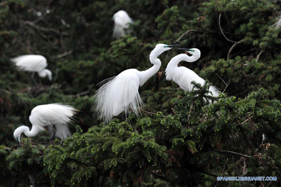 Jiangxi: Garcetas vuelan al parque forestal de Xiangshan para vivir y reproducirse