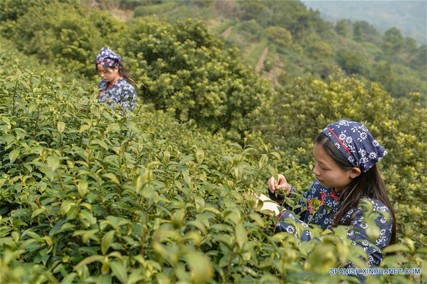 Agricultores recolectan hojas de té en jardín de té en Suzhou