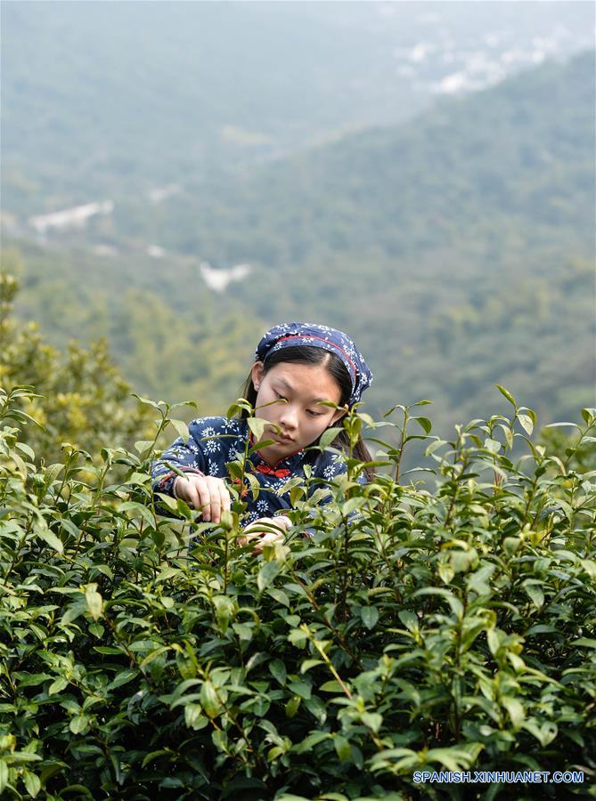 Agricultores recolectan hojas de té en jardín de té en Suzhou