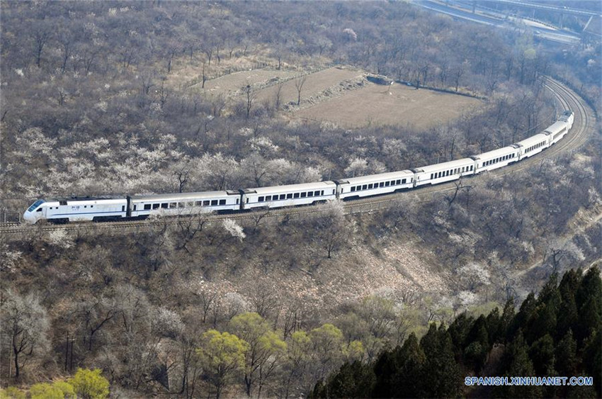 Tren corre entre flores cerca del Paso de Juyongguan, en Beijing